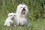 BICHON MALTAIS 045